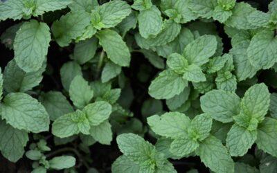 L’ambito agricolo nella produzione e lavorazione di piante medicinali